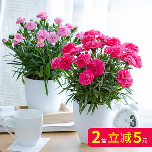 康乃馨与迷你玫瑰 打造居家阳台的四季芬芳