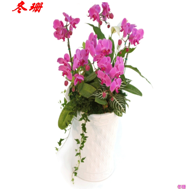 蝴蝶兰 室内盆栽与节日礼物的优雅之选